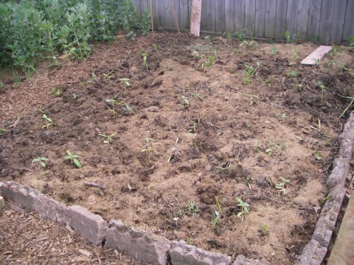 Sunflowers just planted