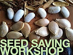 Seed saving workshop photo 